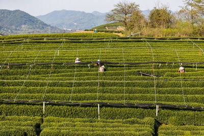 龙井茶种植的生态智慧与技艺传承