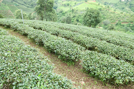 茶叶种植 源远流长的人文与地理背景