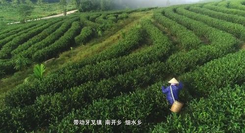 白沙薄沙茶 生态有机滋养，品质优良美名扬