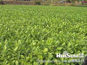 龙井茶苗批发指南 绍兴市价格、特性与种植要点