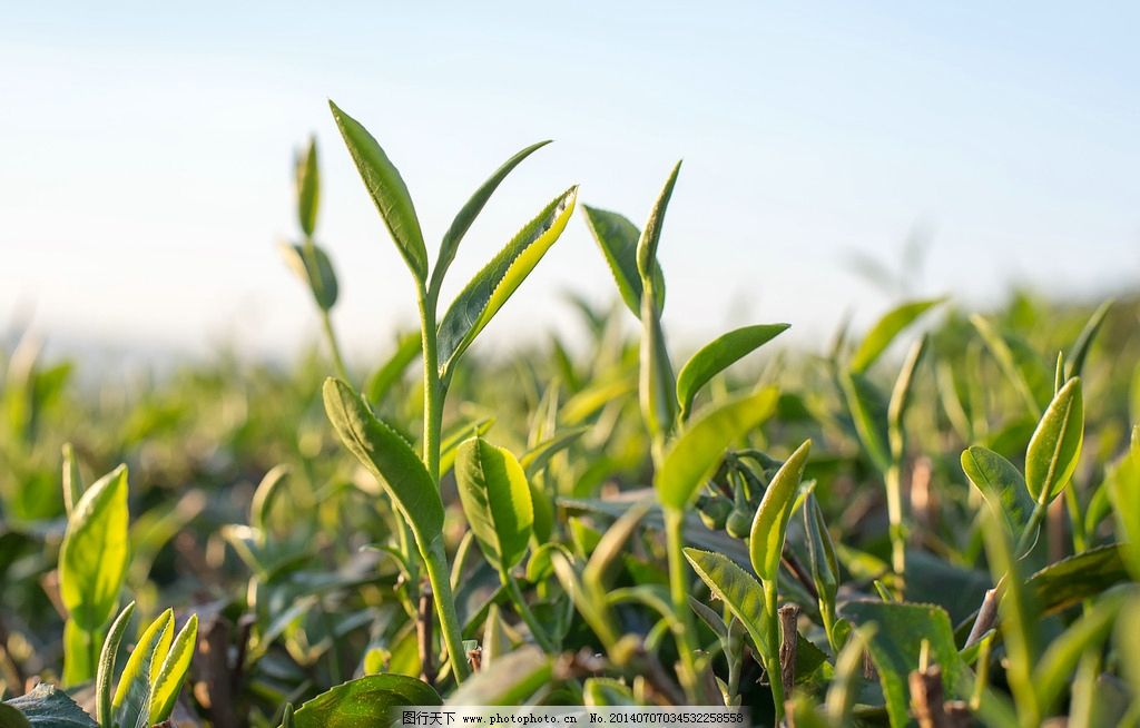 茶叶种植园图片