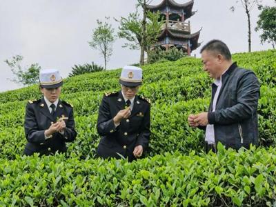 【聚焦】茶叶已成为遵义第一大出口商品