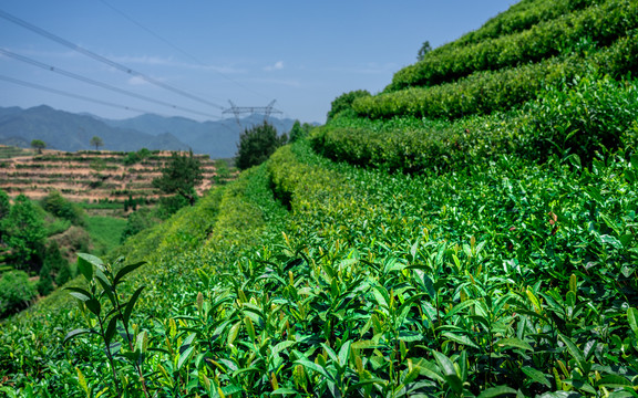 茶叶种植