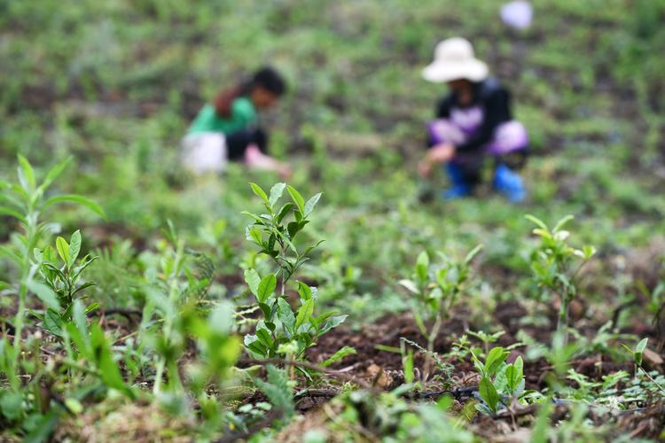 白茶扶贫进行时:茶苗都在这里种上啦!