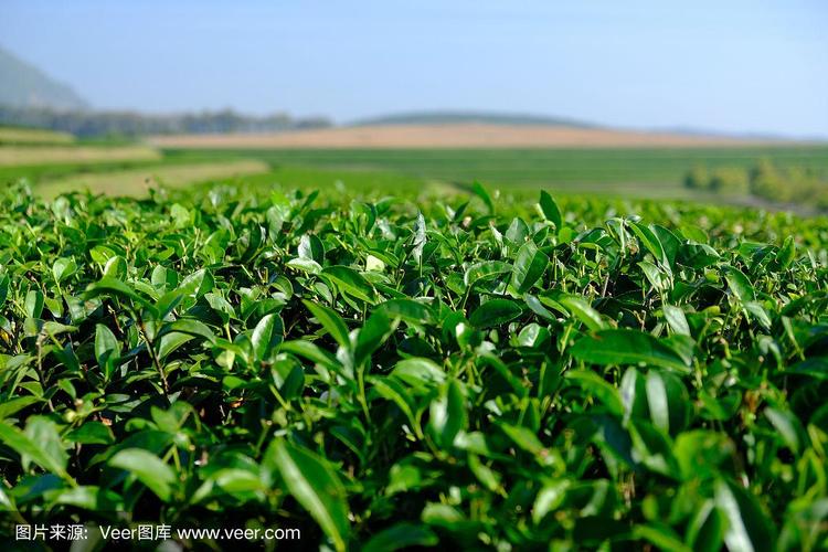 茶叶种植园字段