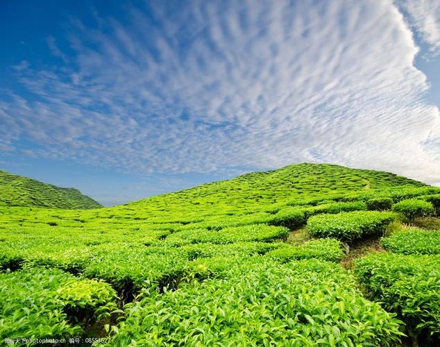 茶叶种植园图片