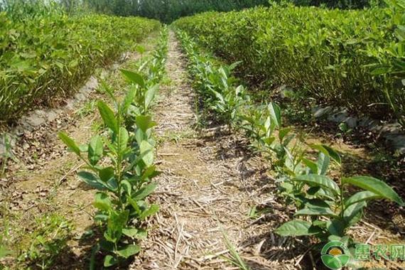 茶叶的种植方法都有哪些步骤?